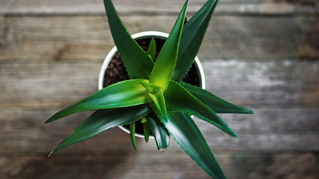 Näin kasvatat Aloe vera -kasvin kotona