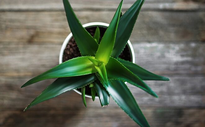 Näin kasvatat Aloe vera -kasvin kotona